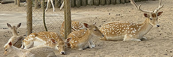 Kinderboerderij op Camping De Krabbeplaat - Zuid Holland